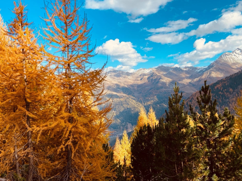 Autumn scene in Val d'Anniviers, Valais, with golden and yellow trees framed by towering mountains in the background.