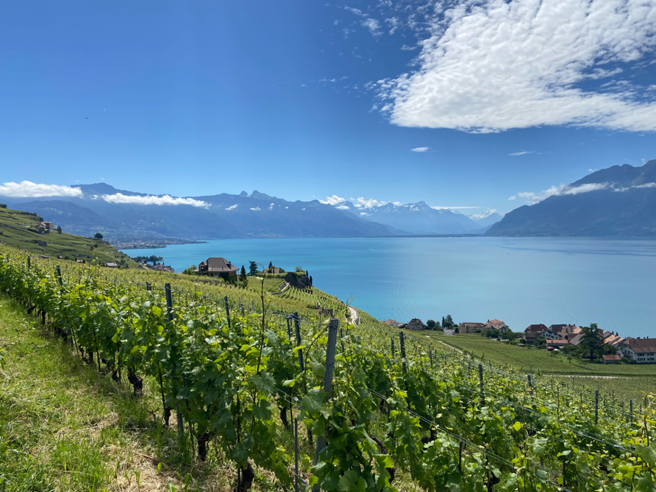 A breathtaking view of the Lavaux Vineyards, with rows of lush, green grapevines cascading down terraced slopes. In the background, the deep blue waters of Lake Geneva shimmer under the sunlight, bordered by Alpine peaks.