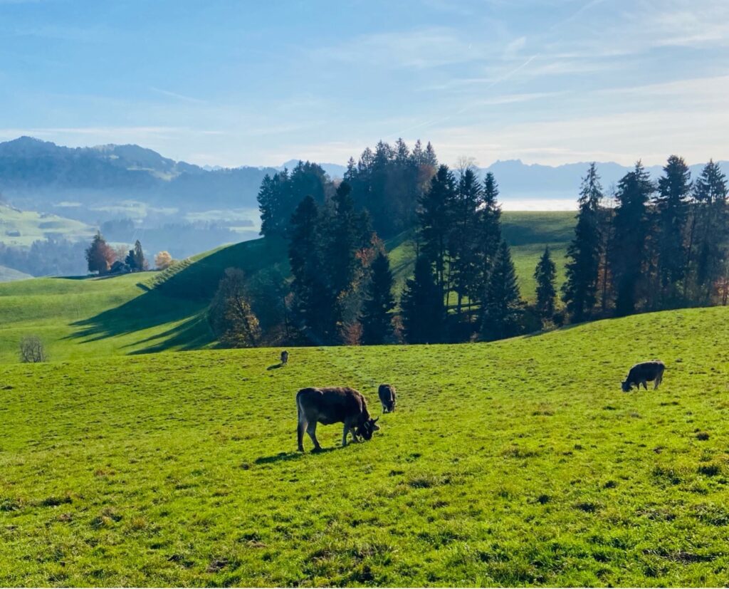 Peaceful Swiss cows grazing on lush green meadows in the Zurich Highlands, a signature sight along the hiking trails.