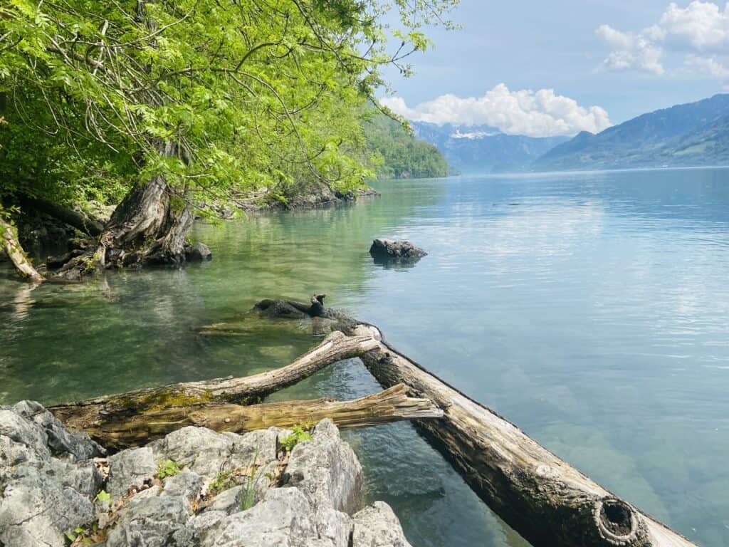 Rocky shoreline with tree trunks along Lake Walensee near Betlis