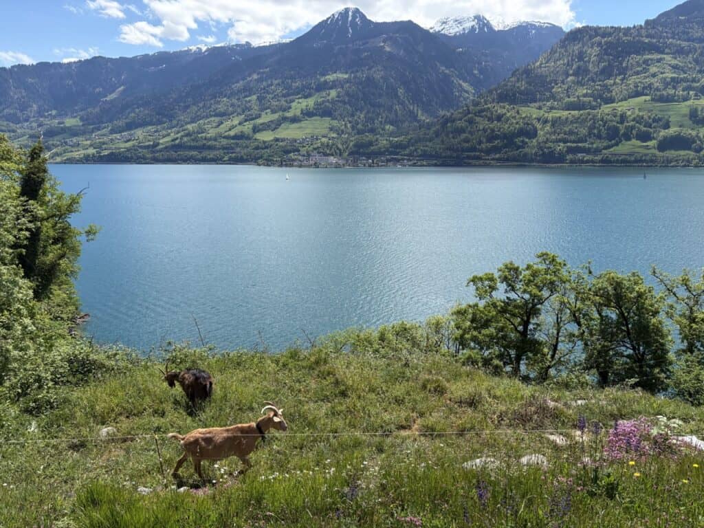 Goats grazing on hillside with Lake Walensee below