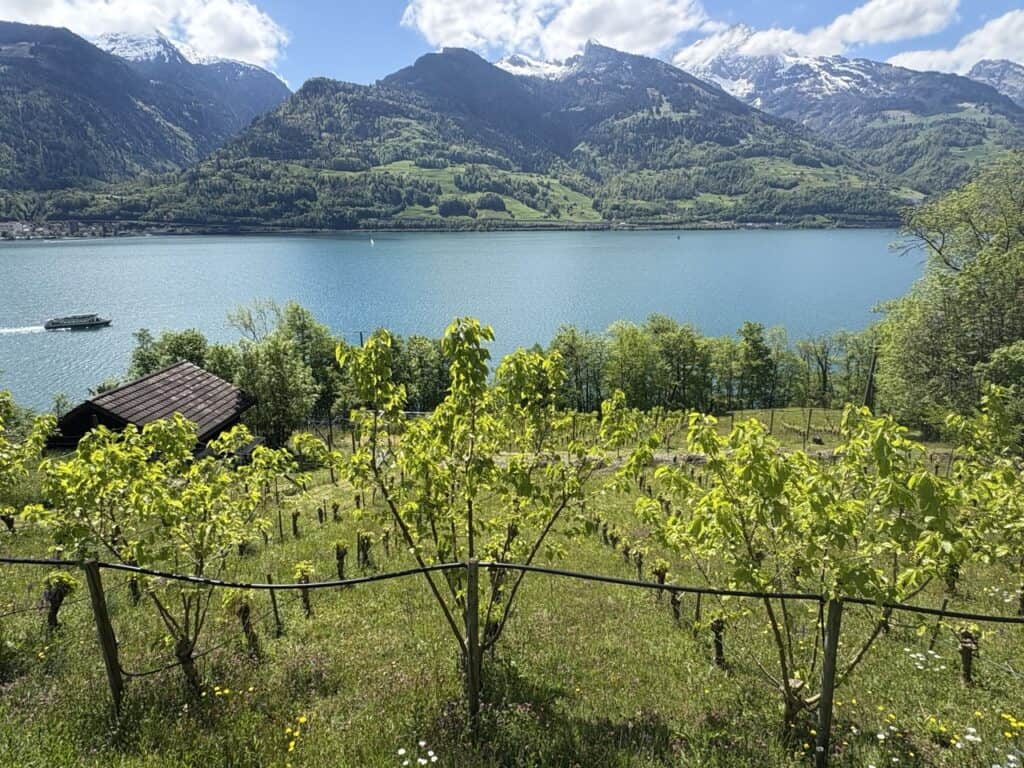 Vineyards above Quinten overlooking Lake Walensee .