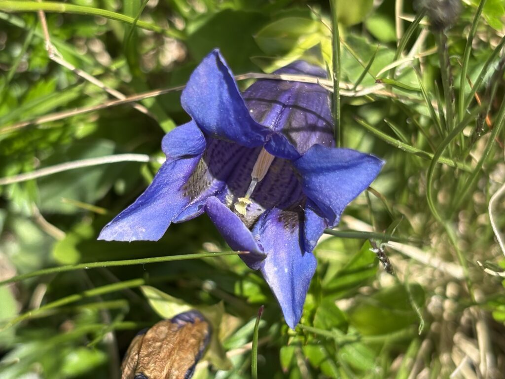 Close-up of a blue-purple alpine flower on Fürenalp