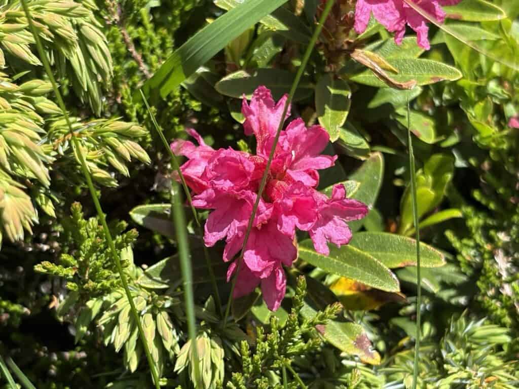 Pink Alpine flower blooming on Fürenalp