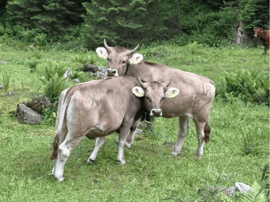 Cows in the alpine meadows of Bisisthal, Schwyz