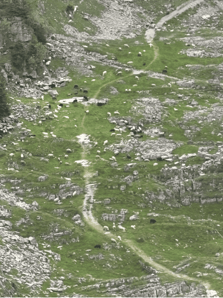 A herd of sheep making their way up to Glattalp
