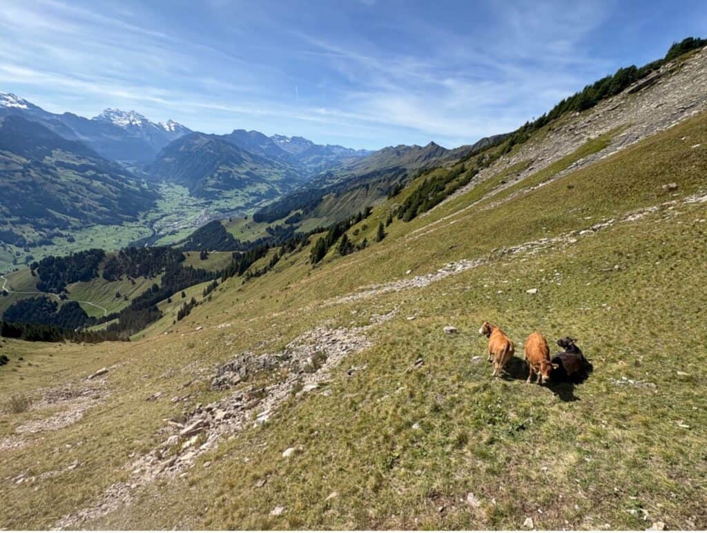 View from the Niesen funicular looking at cows grazing and the valley below