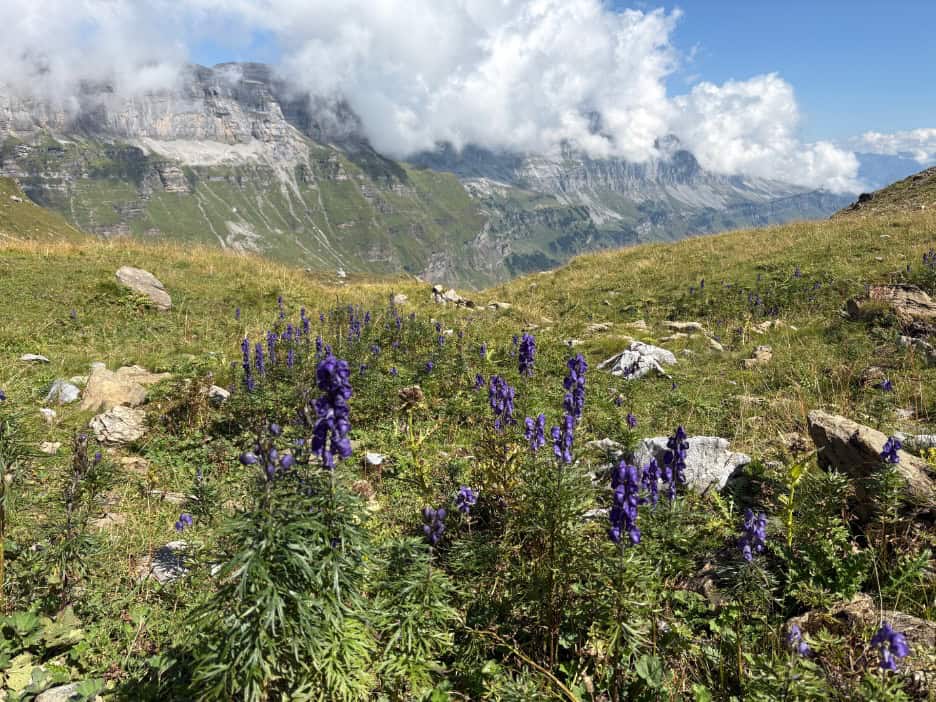 Purple alpine flowers blooming along the hiking trail to Gletscherseeli at Klausenpass.