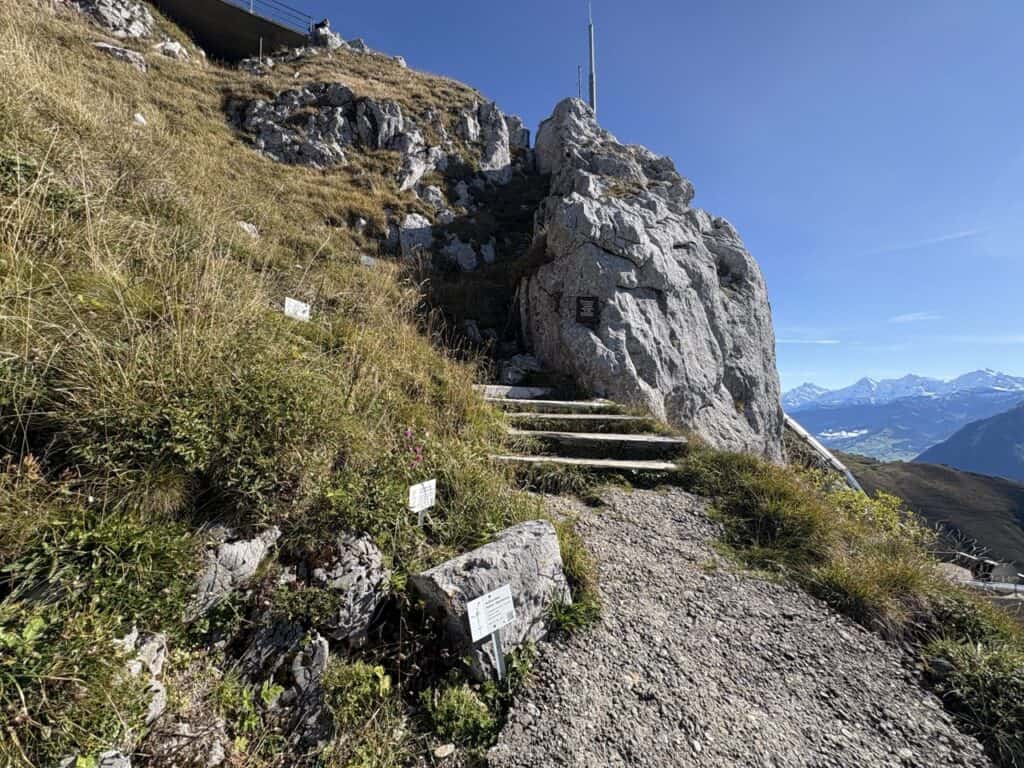Alpine trail lined with wildflowers leading up to the Stockhorn summit.