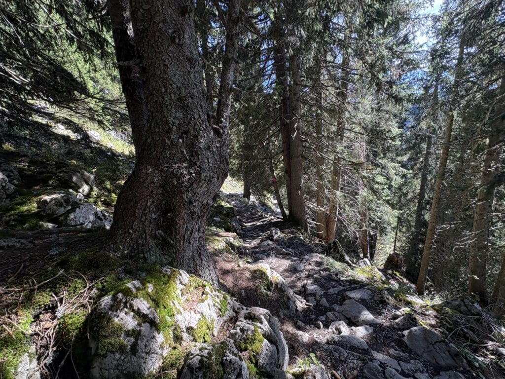 Rocky hiking path through a magical forest leading from Oberstockenalp to Hinterstockensee lake.