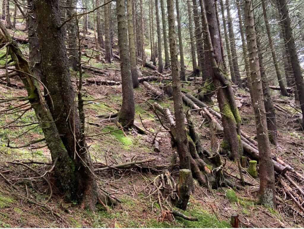 Hiking path through the Reizzone energy area in the forest on Kronberg