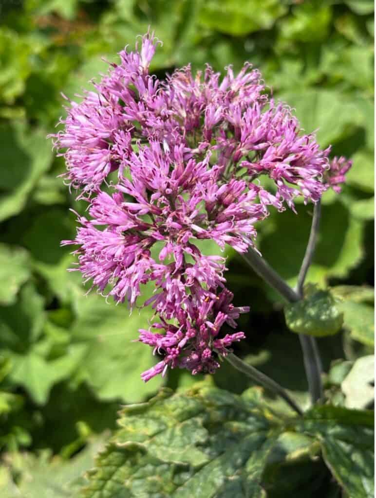 Alpine flower blooming beside the Floral Trail on Chäserrugg.