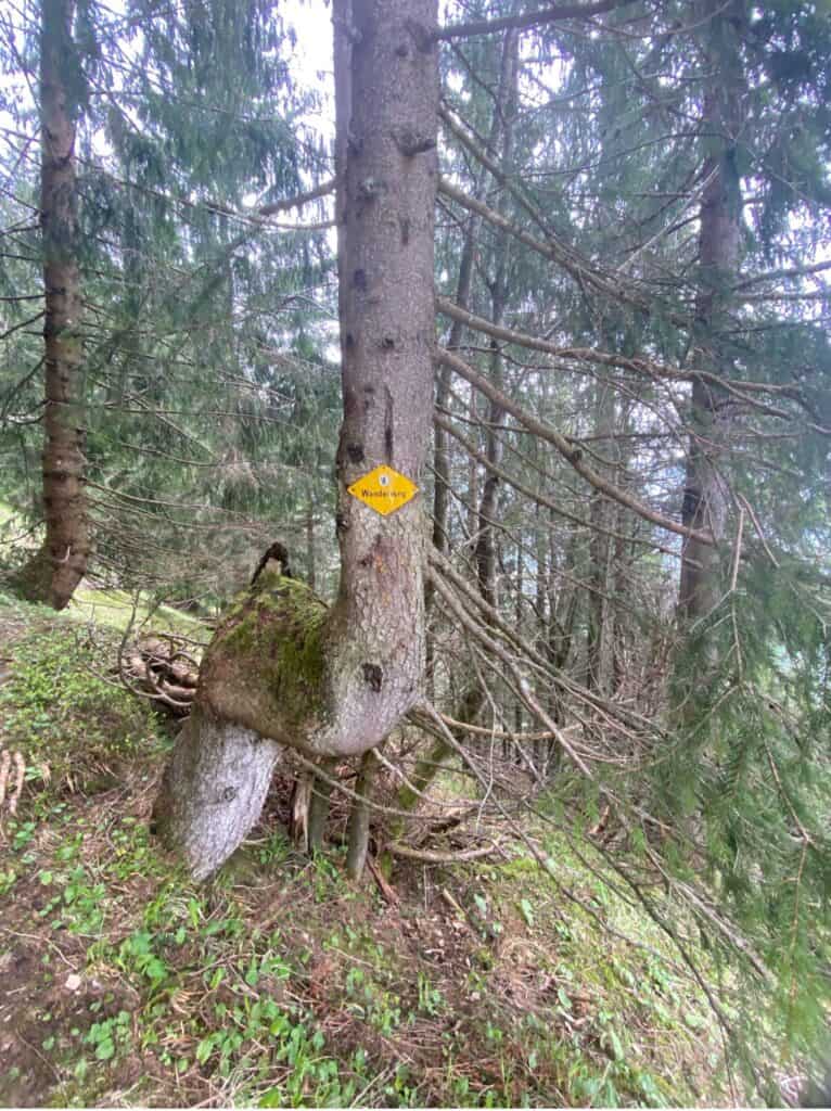 Dense spruce forest on Kronberg with twisted trunks and low-hanging branches
