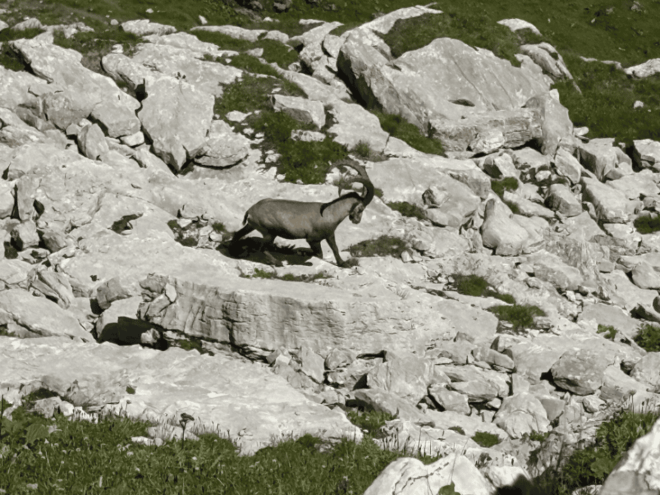 Ibex standing on rocky alpine terrain on Chäserrugg in Eastern Switzerland.