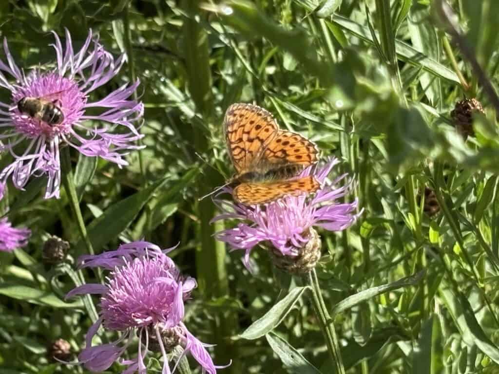 Alpine flowers with close-up view of a butterfly and a bee pollinating blossoms. 