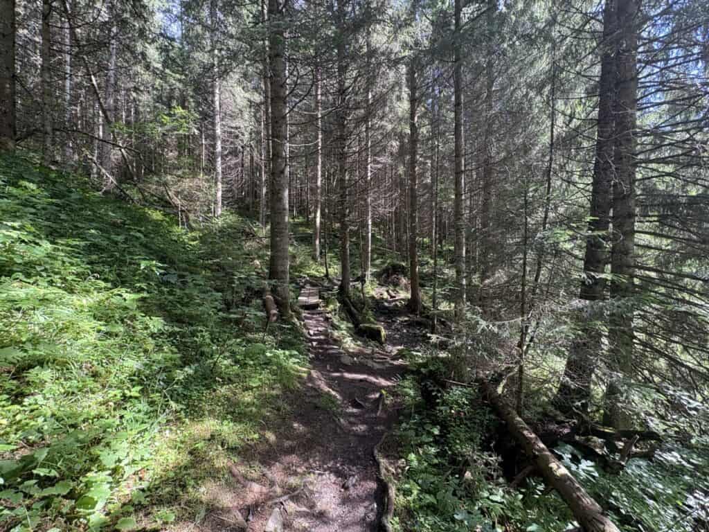 Hiking trail leading through the forest along Voralpsee.