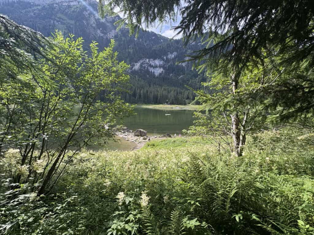 Wild green shoreline and shimmering water of Voralpsee, a serene mountain lake in Switzerland.