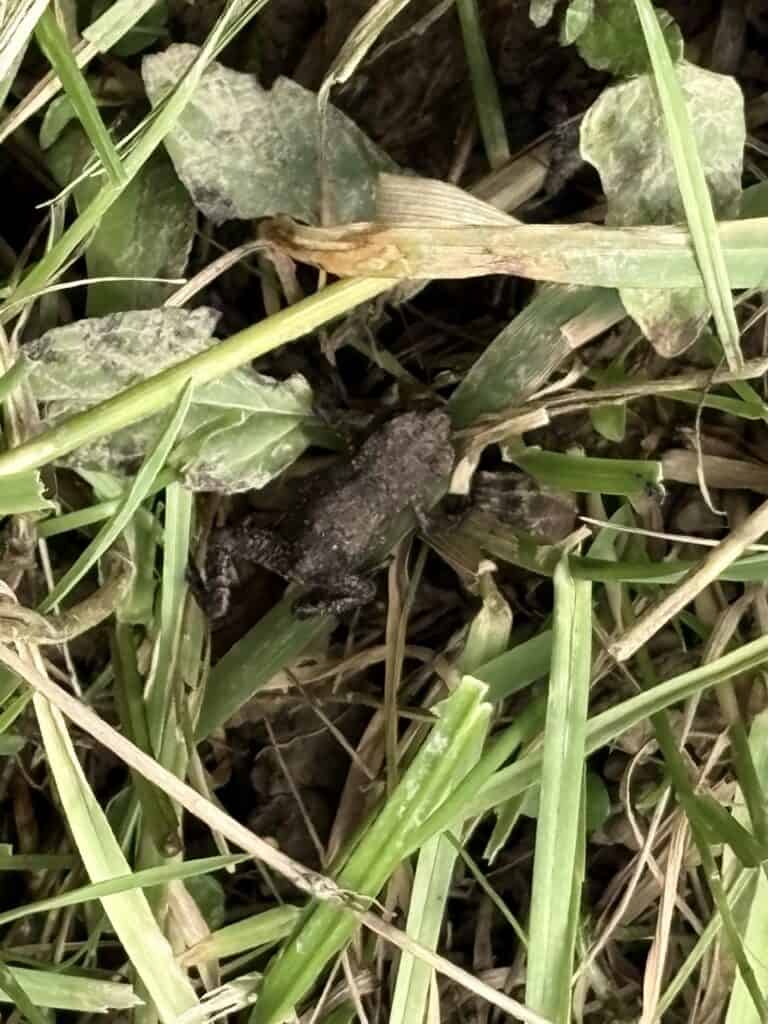 Small toad resting in an alpine meadow near Voralpsee.