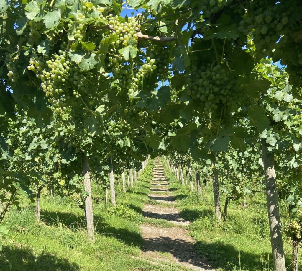 Path leading through the vineyards of Jucker Farm down toward Lake Pfäffikon, connecting farmland and lakeside walking trails. 