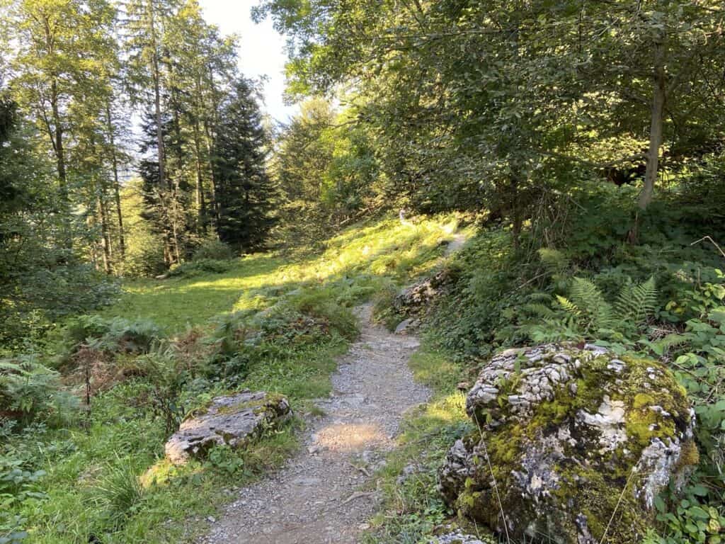 Walking trail through the forest from Hammetschwand Top Station down to the Bürgenstock Resort.