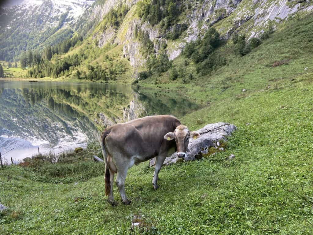 Peaceful alpine morning at Talalpsee: A cow stands in a green meadow under the imposing shadows of steep cliffs reflecting in the clear waters of the lake.