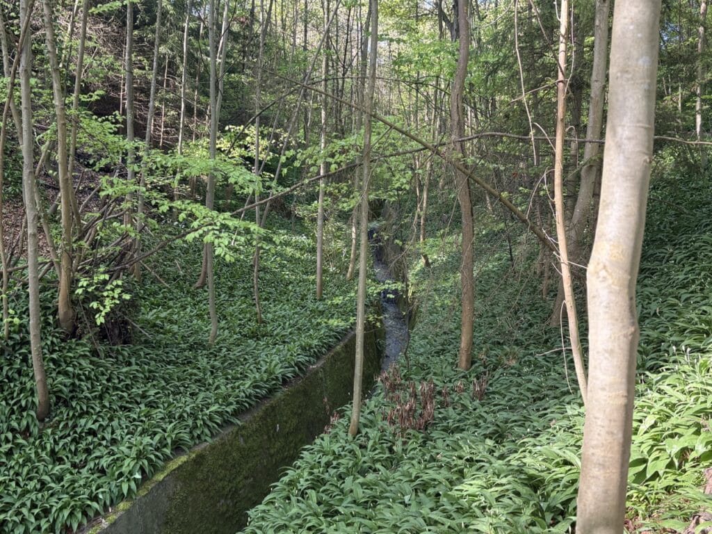 Lush green ravine covered in wild garlic plants