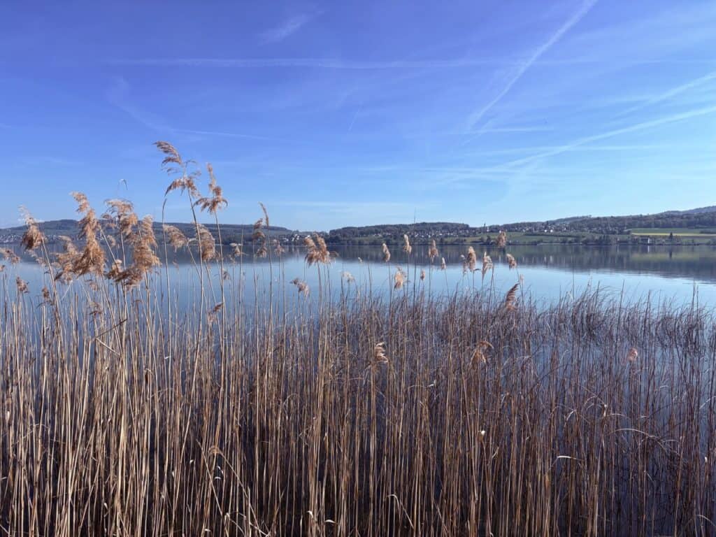 Lake Hallwil with reeds in a protected nature area