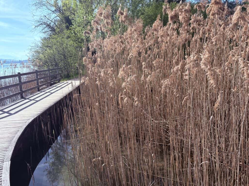 Scenic boardwalk along the shore of Lake Hallwil