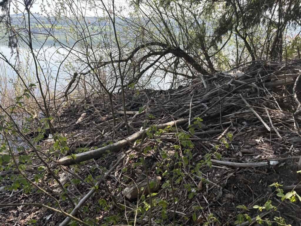 Beaver lodge along the shores of Lake Hallwil