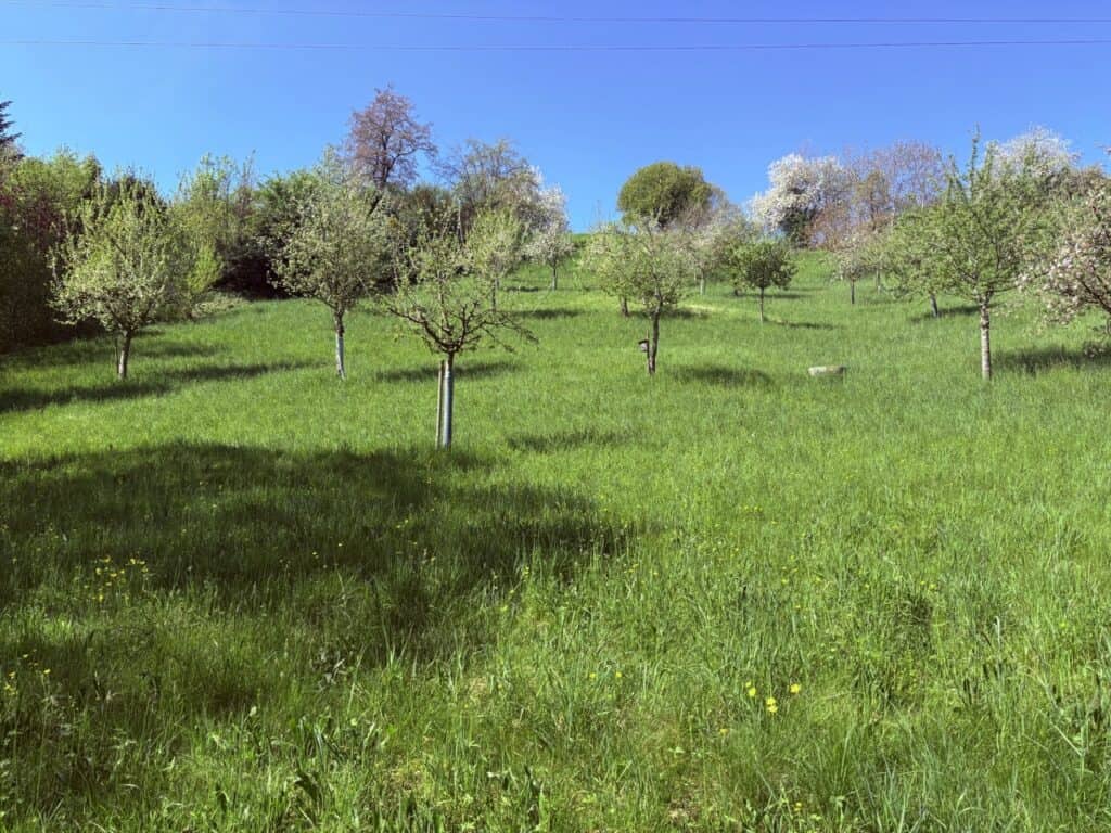 Rustic wooden tree trunk fountain at a picnic spot near Lake Hallwil