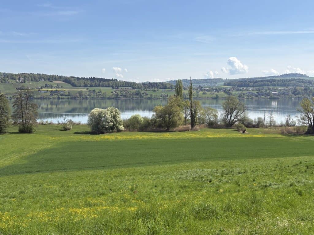 View over Lake Hallwil and the protected reed area