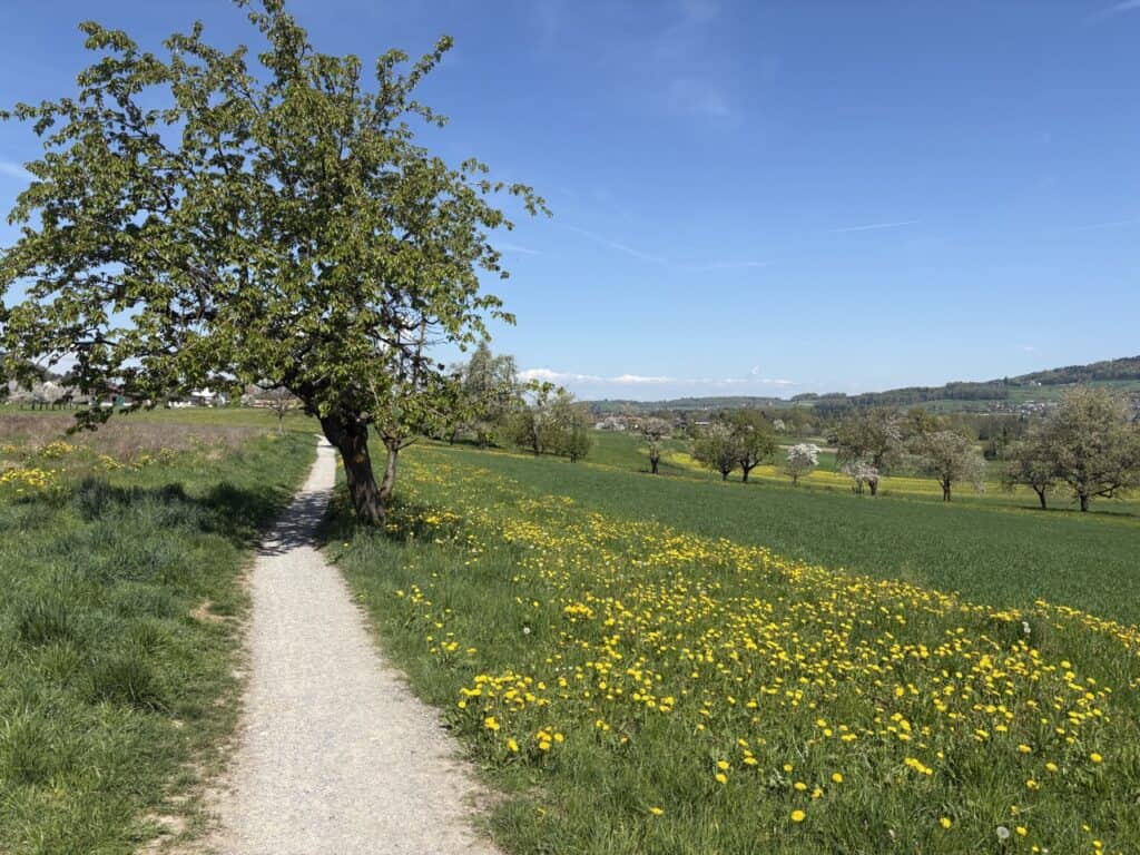 narrow trail passing orchards and open farmland in spring