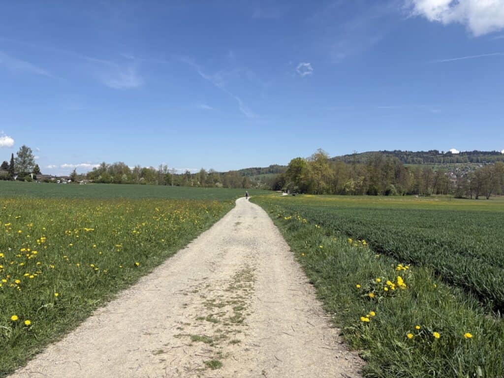 Wide path through countryside in spring
