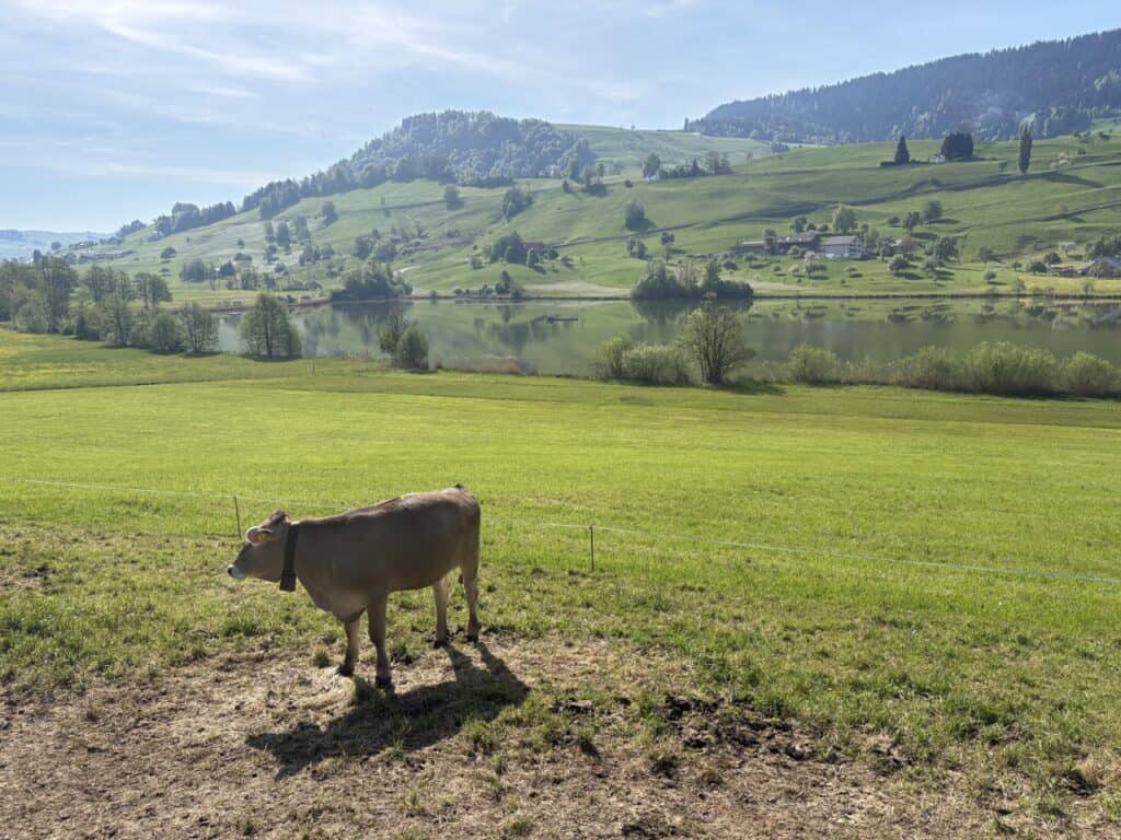 View of Hüttnersee with a grazing cow on the lush green hills surrounding the lake near Zurich.