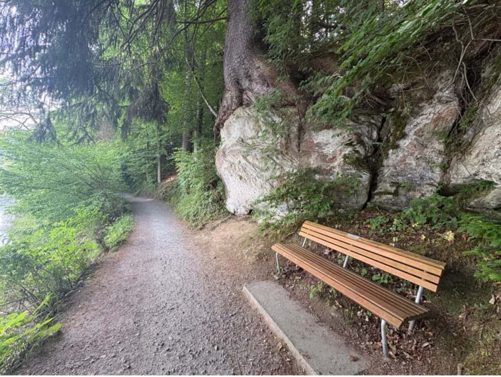 A bench and a unique tree growing on a large rock beside the forest trail along Lake Ägeri.