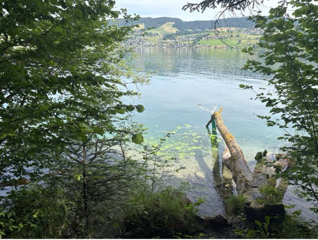 A tree trunk resting in the water along the forested shoreline of Lake Ägeri.