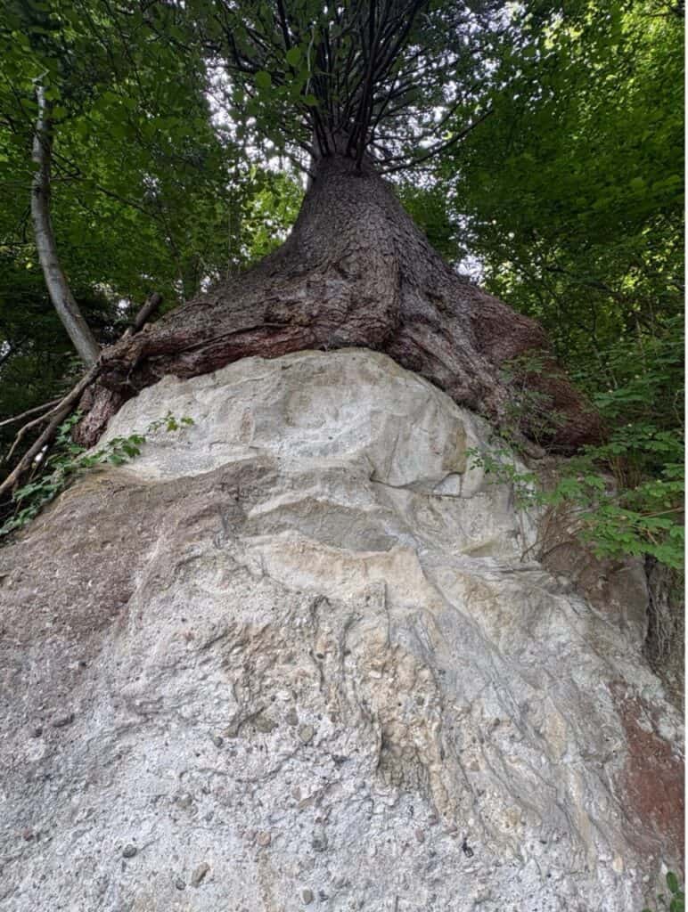 Unique tree growing on a large rock beside the forest trail along Lake Ägeri.
