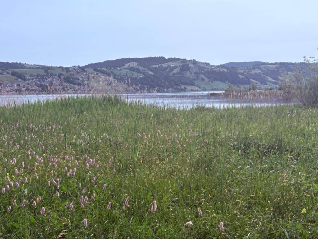 Reed-filled nature around Lake Aegeri.