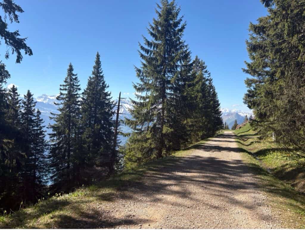 Wide Panorama Trail leading from Rigi Scheidegg to Rigi Kaltbad with fir trees along the route and snow capped peaks in the background.