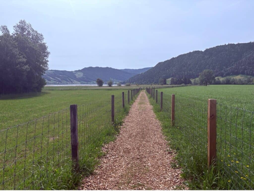 Lakeside walking path through a green field and the reed-filled nature reserve near Unterägeri on the Lake Aegeri circular hike.
