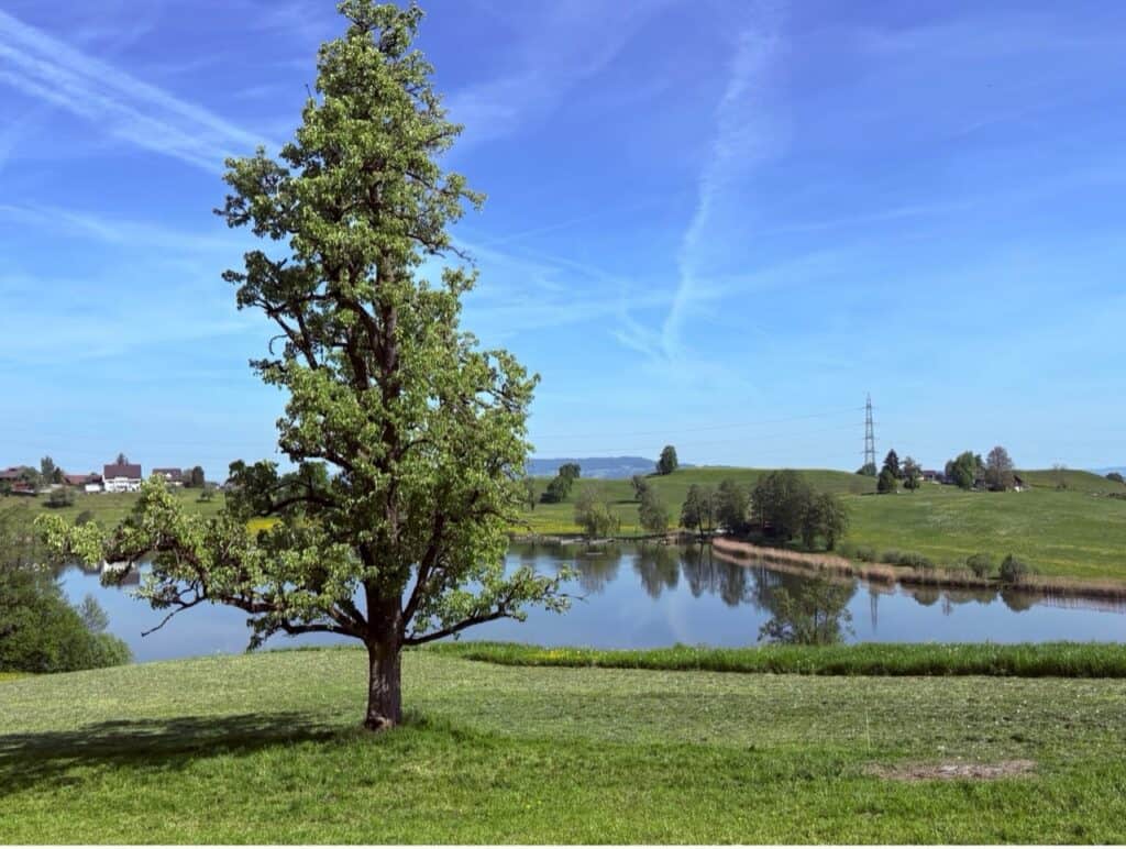 Hüttnersee with a tall tree, rolling green hills, and traditional Swiss farmhouses on the other side of the lake.