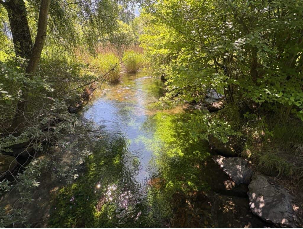 Body of water in the Reuss Delta nature reserve surrounded by reed and green trees. 