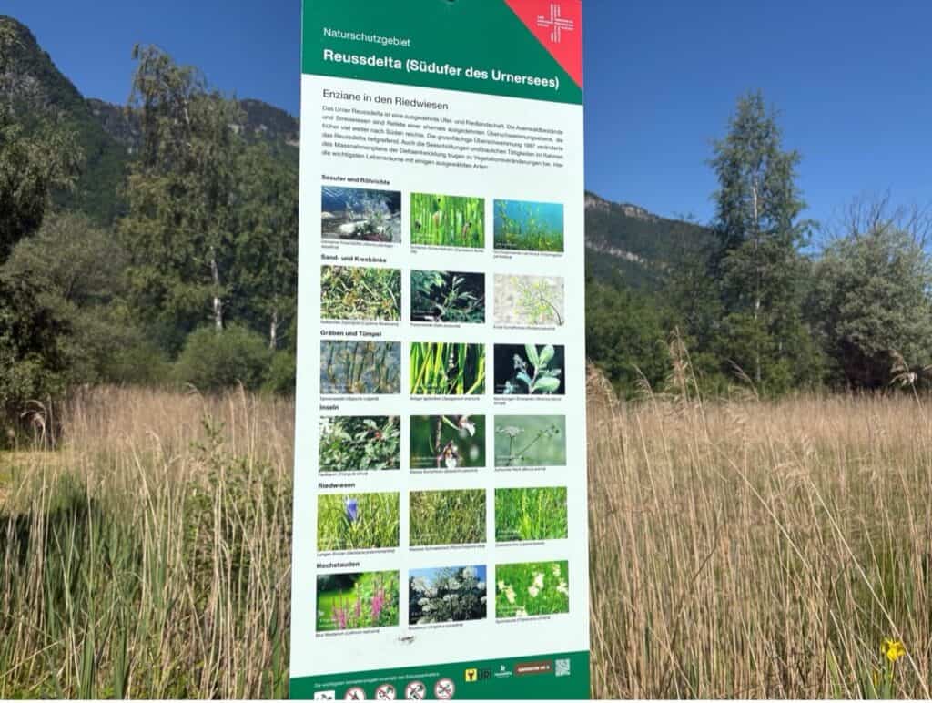 Information panel in wild reed landscape of the Reussdelta nature reserve. 