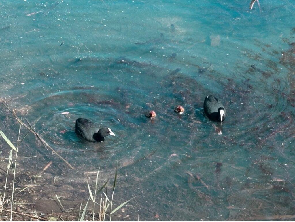 Close-up of duck familyswimming in the calm waters of Lake Lucerne’s Urnersee during a bright spring day.