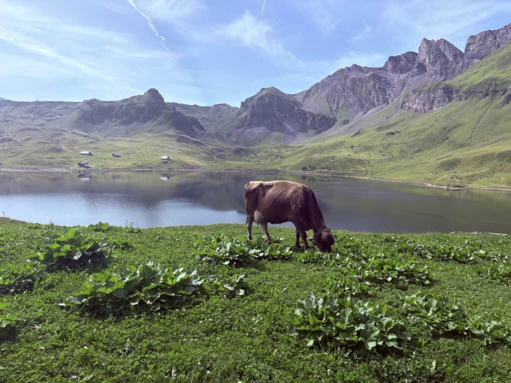 Scenic view of Melchsee with a grazing cow, the first lake along the Four Lakes Hike Switzerland, surrounded by beautiful alpine scenery – a perfect destination for hiking in the Swiss Alps.