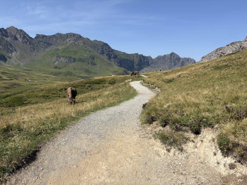Cows grazing beside the alpine hiking trail between Melchsee and Tannensee, a typical Swiss mountain scene along the Four Lakes Hike.
