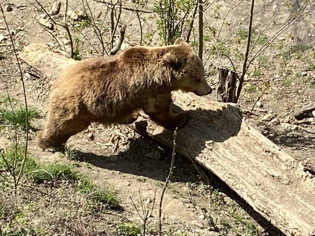 Bern's Bear Park (BärenPark), a free attraction where visitors can observe bears near the River Aare in Switzerland.